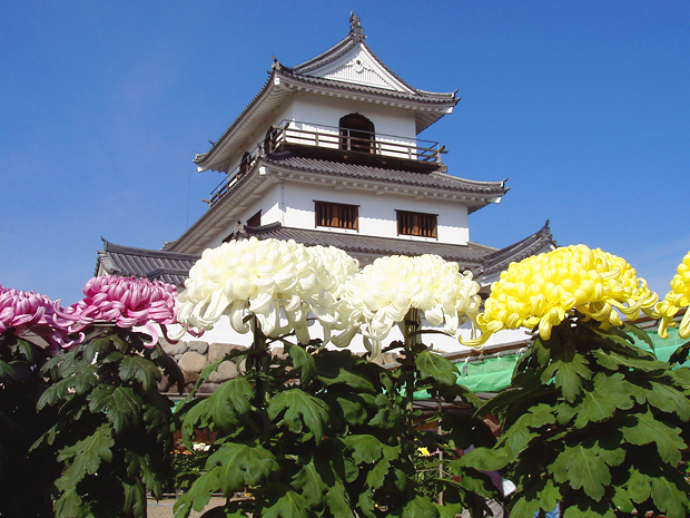 白石城と菊の花