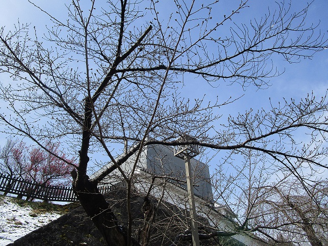 2022年3月23日 桜の様子03