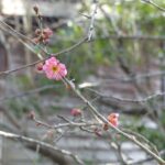 梅の花
